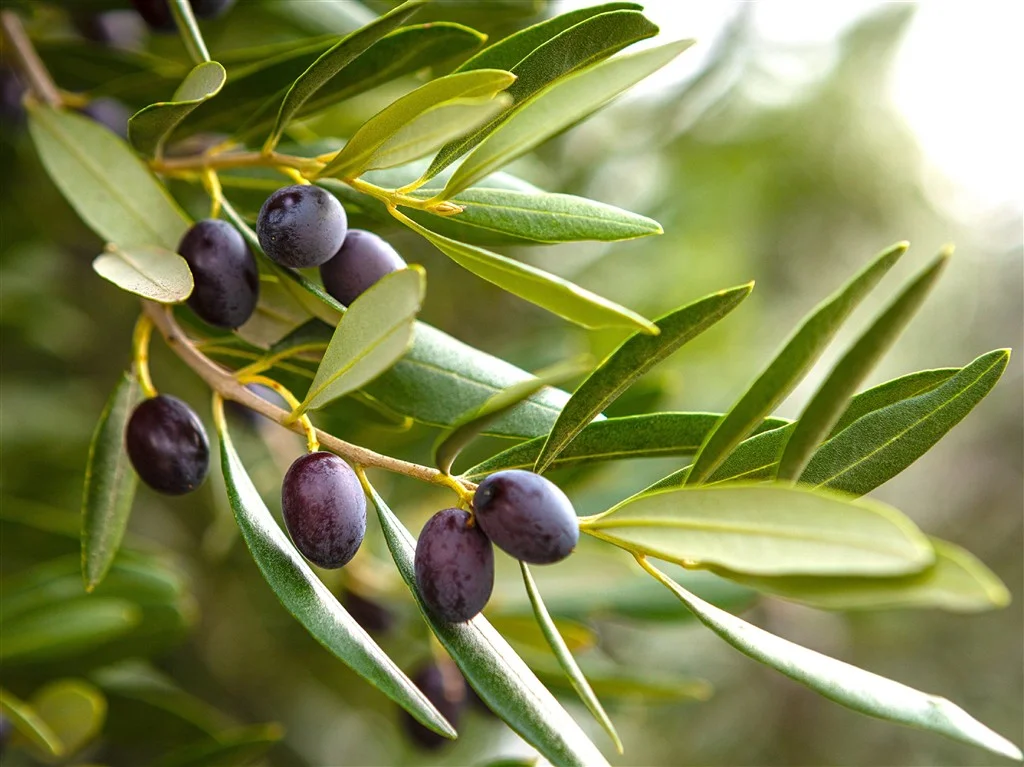 Zeytin Ağaçları Kaç Yıl Yaşar?